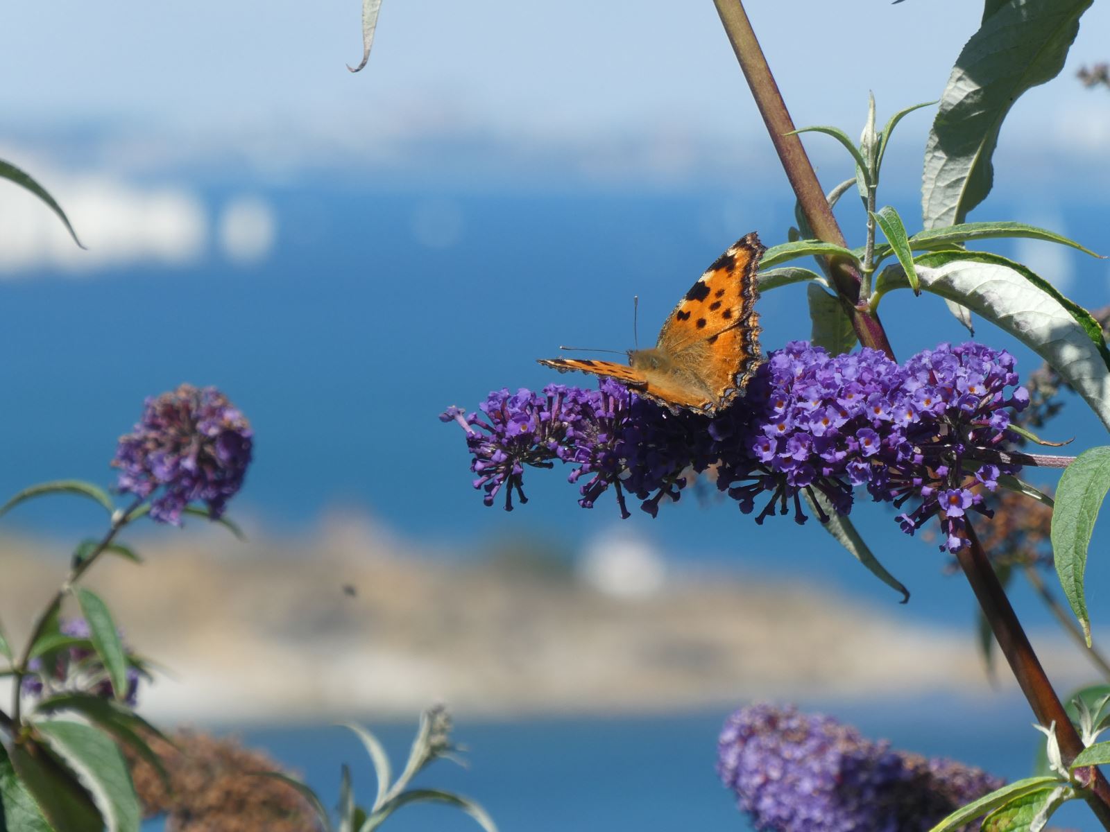 Large Tortoiseshell with Durlston Bay